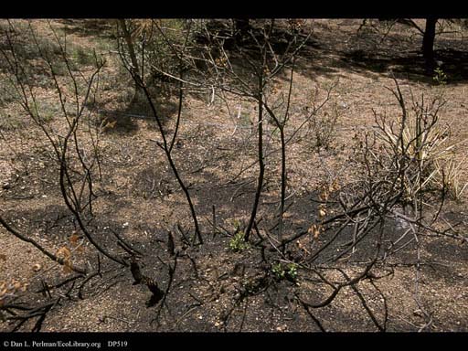 Forest fire: regrowth after 28 days 2