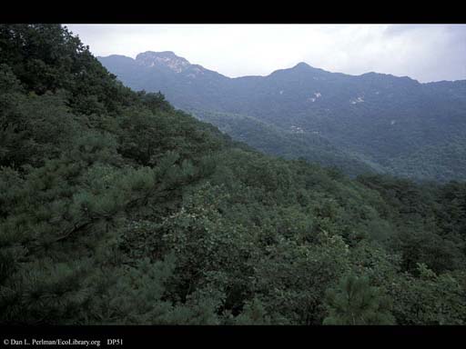 Forest, temperate, in National Park, Seoul, South Korea