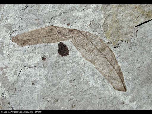 Fossil leaf from late Eocene, Colorado, USA