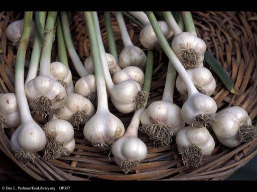 Garlic, <i>Allium sativum</i>