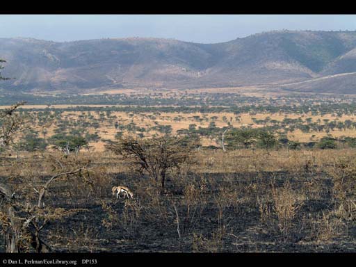 Thomson's gazelles in regrowing grassland, Tanzania