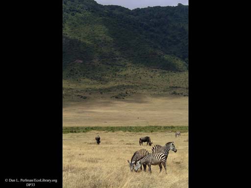 Grassland with Zebra and Wildebeest, Tanzania