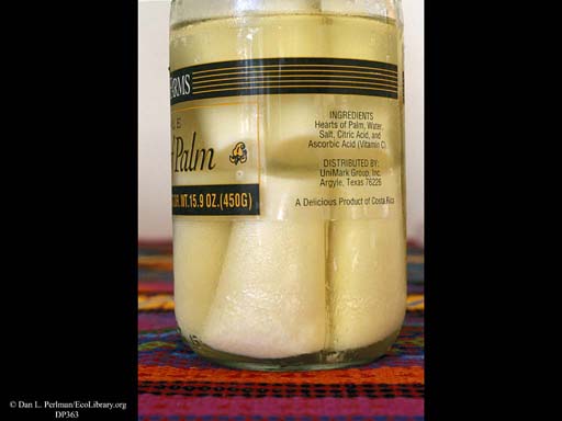 Hearts of palm in jar