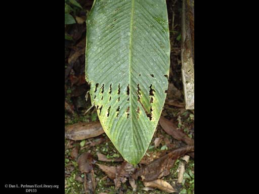 Rows of holes made by leaf herbivores, Brazil