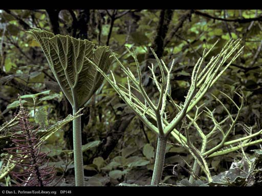 Herbivory on giant <i>Gunnera</i> leaves, Costa Rica