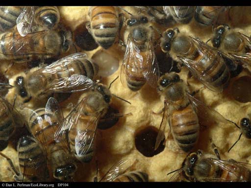 Honeybee nest showing brood cells