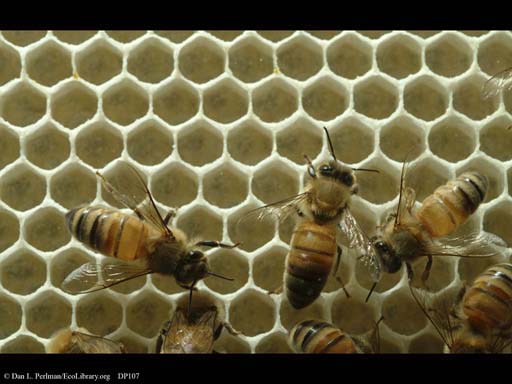 Honeybee nest showing empty cells, not yet used to raise brood