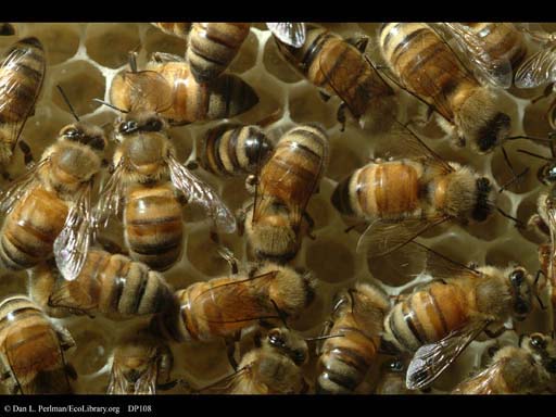 Honeybees in nest, with lots of activity