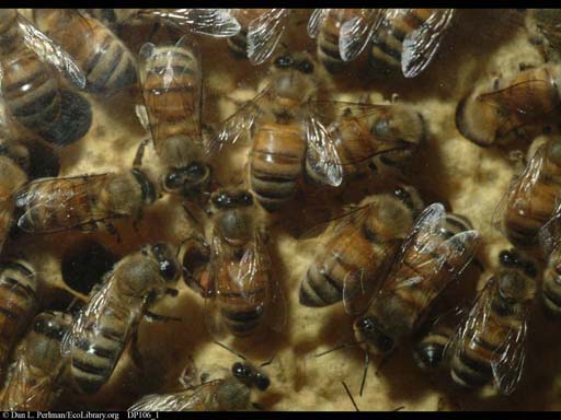 Honeybees in nest, one possibly doing the waggle dance