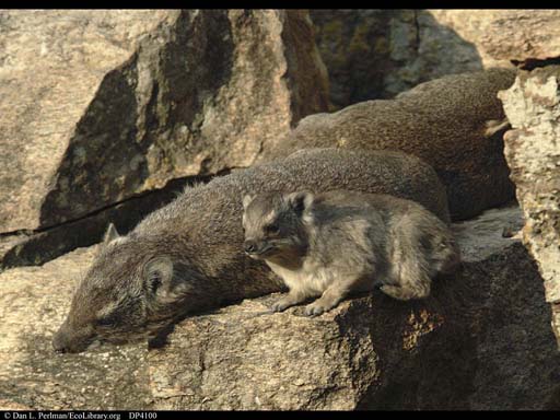 Basking hyraxes, Serengeti NP