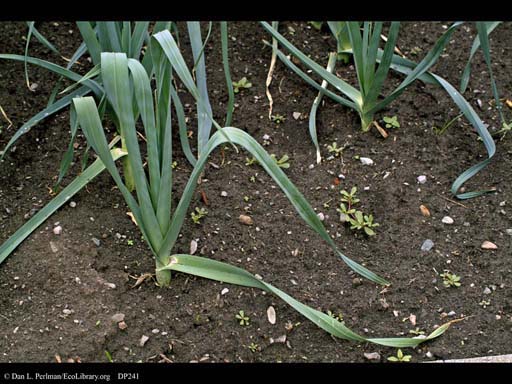 Leek, <i>Allium porrum</i>