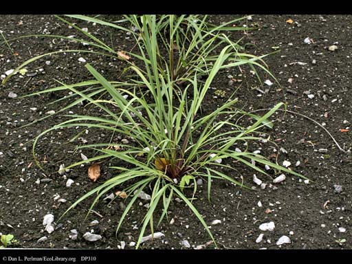 Lemongrass, <i>Cymbopogon citratus</i>
