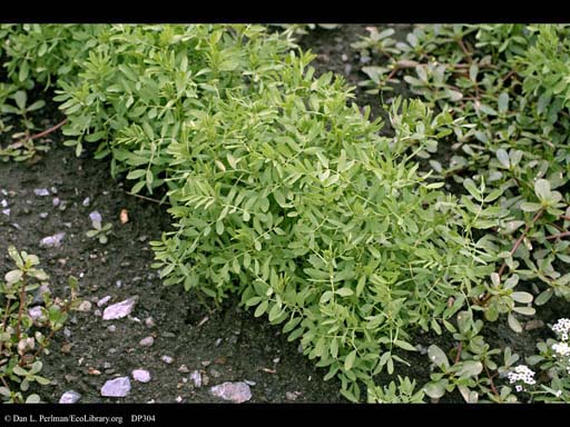 Lentil, <i>Lens culinaris</i>