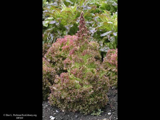 Lettuce, <i>Lactuca sativa</i>