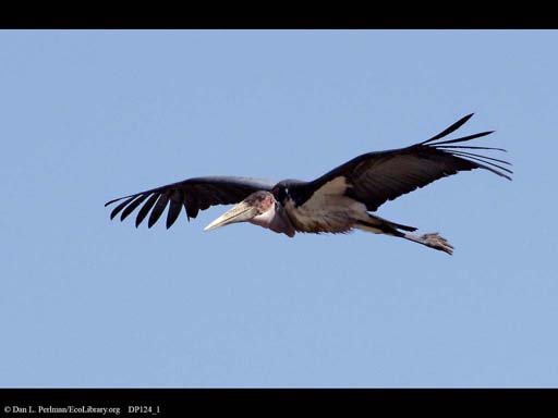 Marabou stork in flight, Tanzania