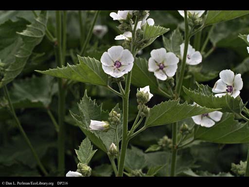 Marsh Mallow, <i>Althaea officinalis</i>