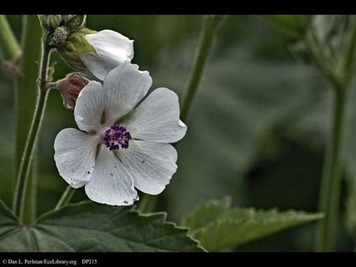 Marsh mallow, <i>Althaea officinalis</i> (close-up)