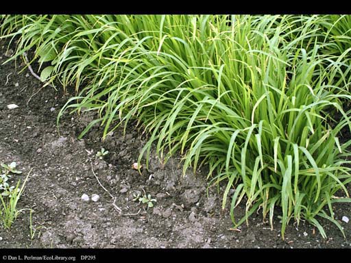 African millet, <i>Eleusine coracana</i>