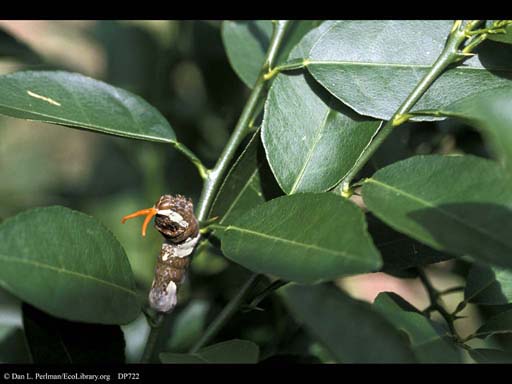 Caterpillar mimic showing scent glands