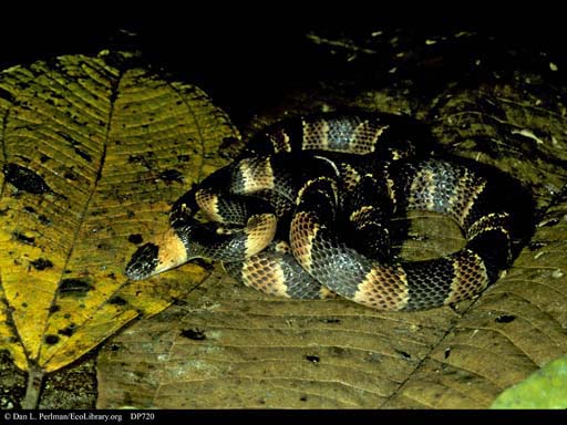 Coral snake mimic