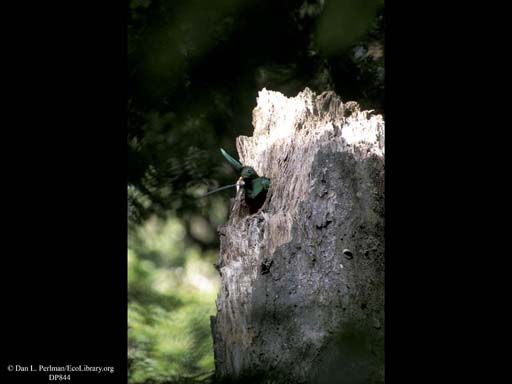Nesting: Male Quetzal exiting nest tree, Costa Rica