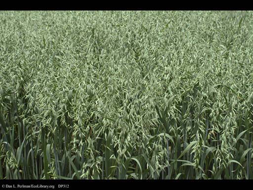 Oats, <i>Avena sativa</i>