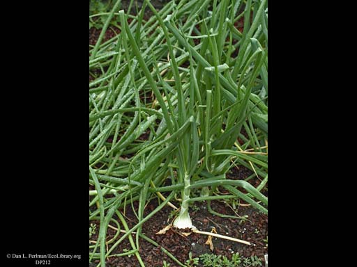 Onion, <i>Allium cepa</i>