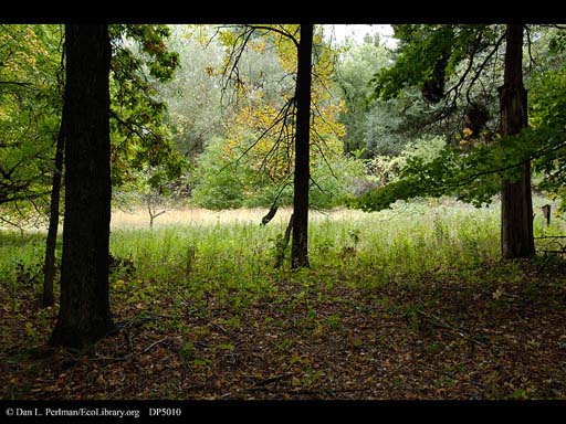 Orchard with Good Oak Ashes, Aldo Leopold's Shack, Wisconsin