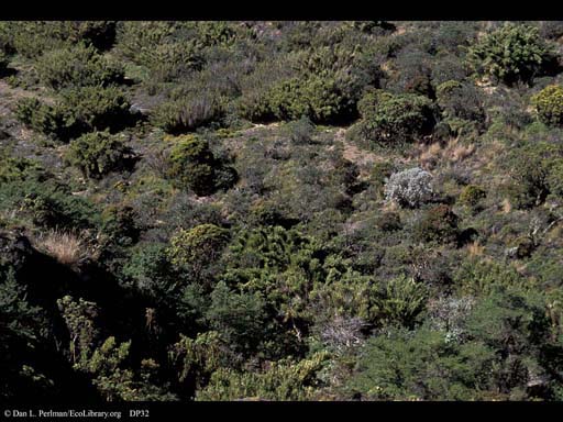 Paramo habitat above tree line, Costa Rica
