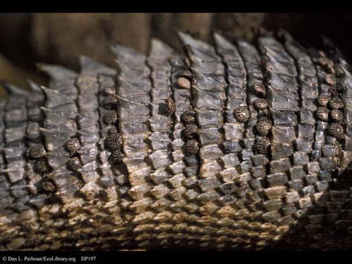 Parasitic ticks on ctenosaur