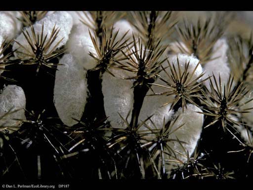Parasitized caterpillar, closeup of wasp pupae, Costa Rica