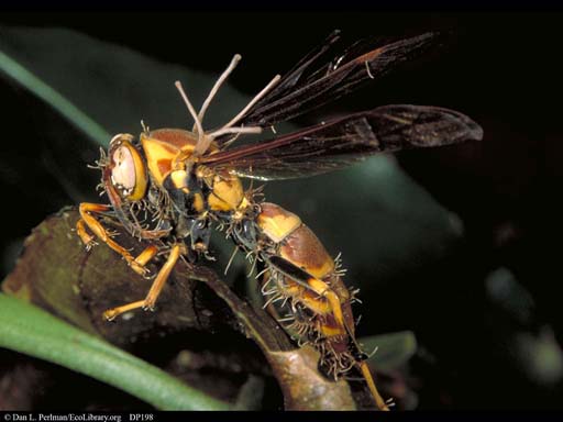 Parasitic fungus on wasp