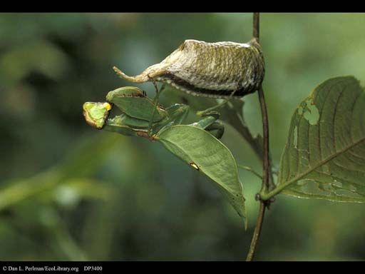 Parental mantis with eggs, Costa Rica