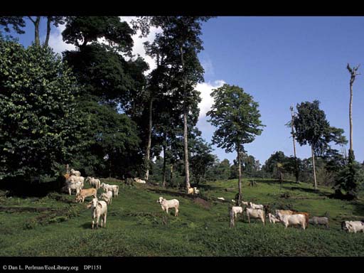 Rainforest converted to cattle pasture, Costa Rica