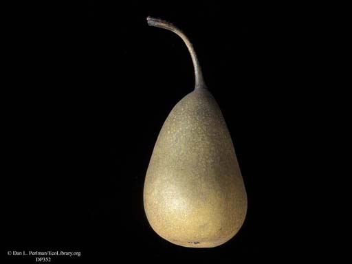 Pear, <i>Pyrus communis</i>