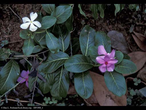 Rosy periwinkle, anticancer plant, India