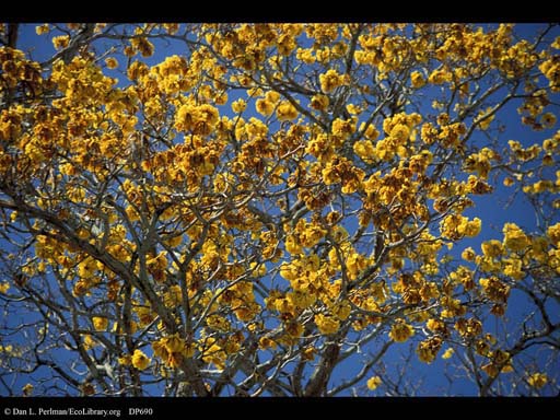 Phenology: simultaneous flowering in Tabebuia, Costa Rica