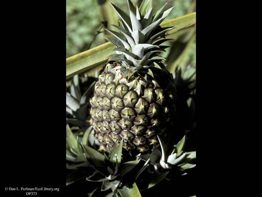 Pineapple, <i>Ananas comosus</i>