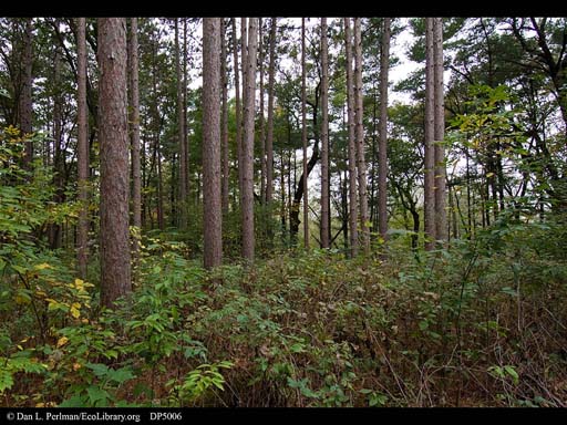 Red pines planted at Aldo Leopold's Shack, Wisconsin