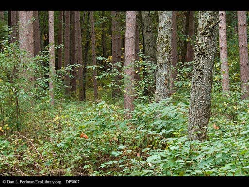 Pines planted at Aldo Leopold's Shack, Wisconsin