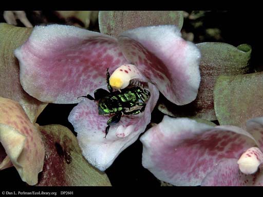 Pollination: orchid bee entering orchid, Costa Rica