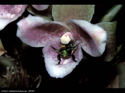 Pollination: orchid bee entering orchid, Costa Rica