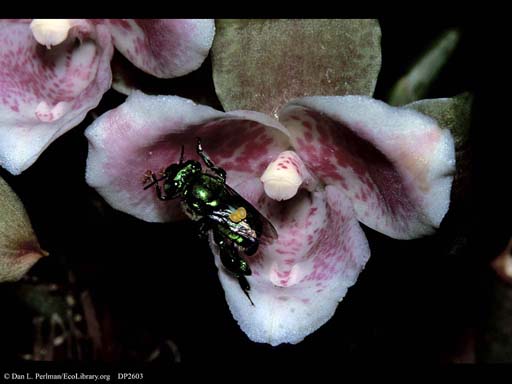Pollination: orchid bee entering orchid, Costa Rica