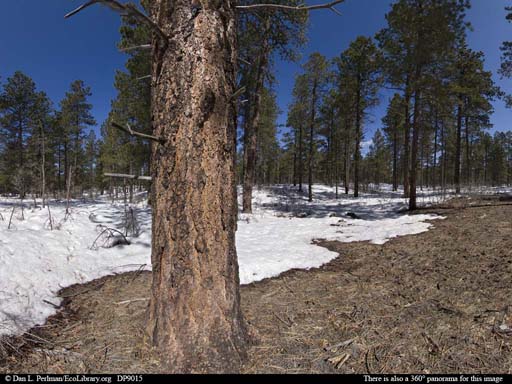 Panorama of Ponderosa pine forest in Colorado