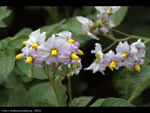 Potato, <i>Solanum tuberosum</i>, in flower