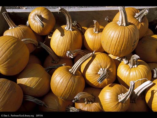Pumpkins, <i>Cucurbita pepo</i>