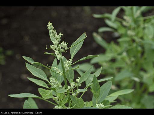 Quinoa plant, <i>Chenopodium quinoa</i>