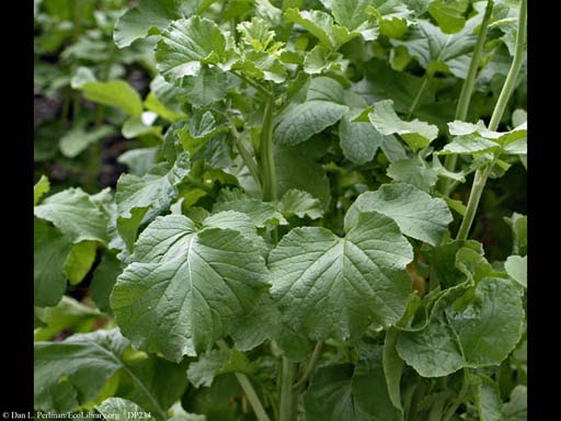 Radish, <i>Raphanus sativus</i>