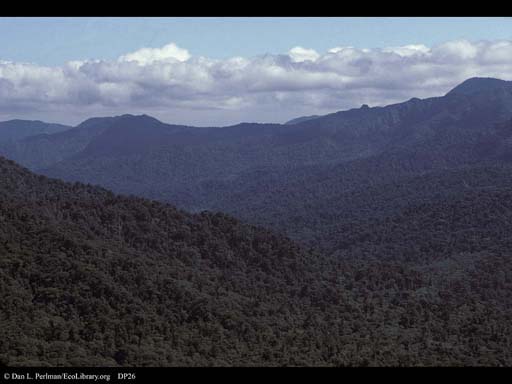 Tropical rainforest in distance, Monteverde, Costa Rica