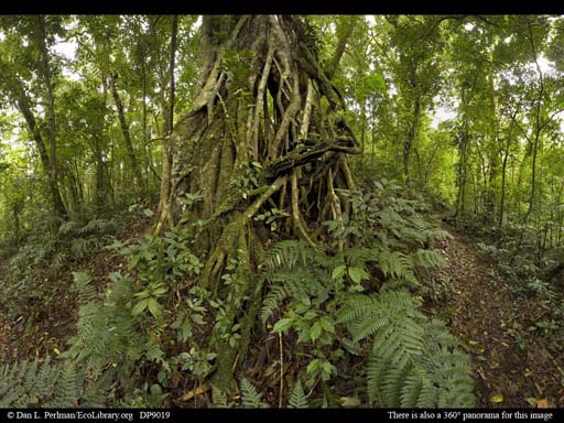 Panorama of Rainforest strangler fig tree